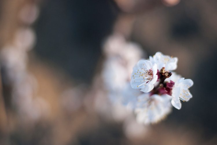 186 Mesaje De 8 Martie