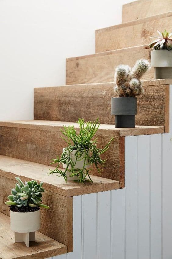 -Plante-pe-scari-De ce-nu