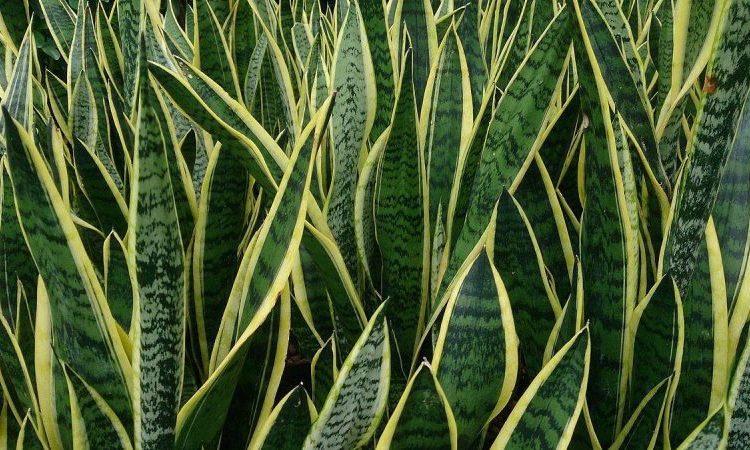 Ingrijirea plantei Sansevieria