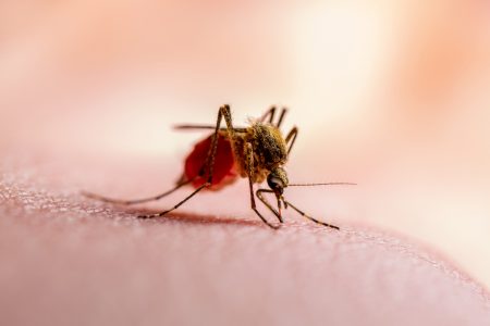 4 factori de risc ai malariei și ce trebuie să știi despre ei