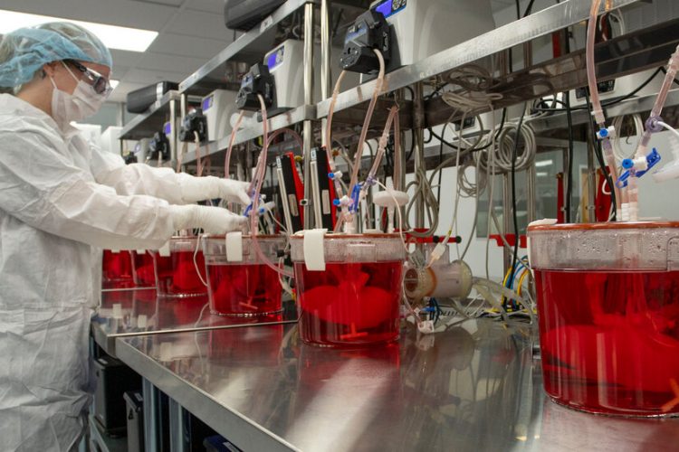 Rinichii de porc functioneaza eficient la doi pacienti cu moarte cerebrala