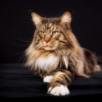 Ce rasă este motanul din România care a primit titlul de „Cea mai frumoasă pisică din lume”